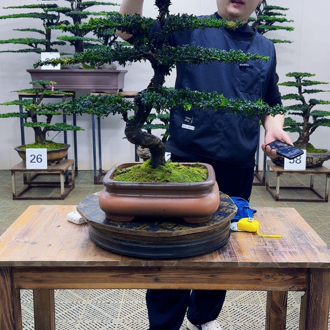 无花朵珍珠红芽罗汉松造型盆景