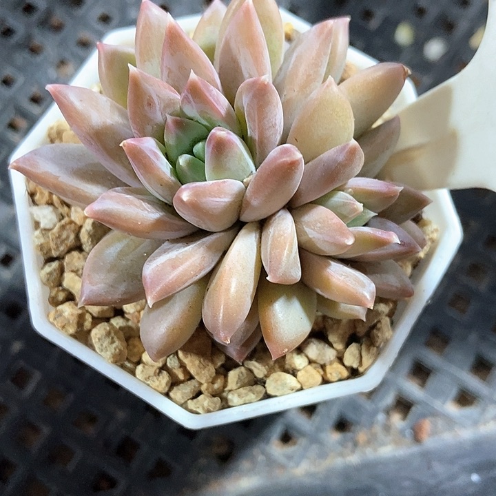 多肉植物968多肉