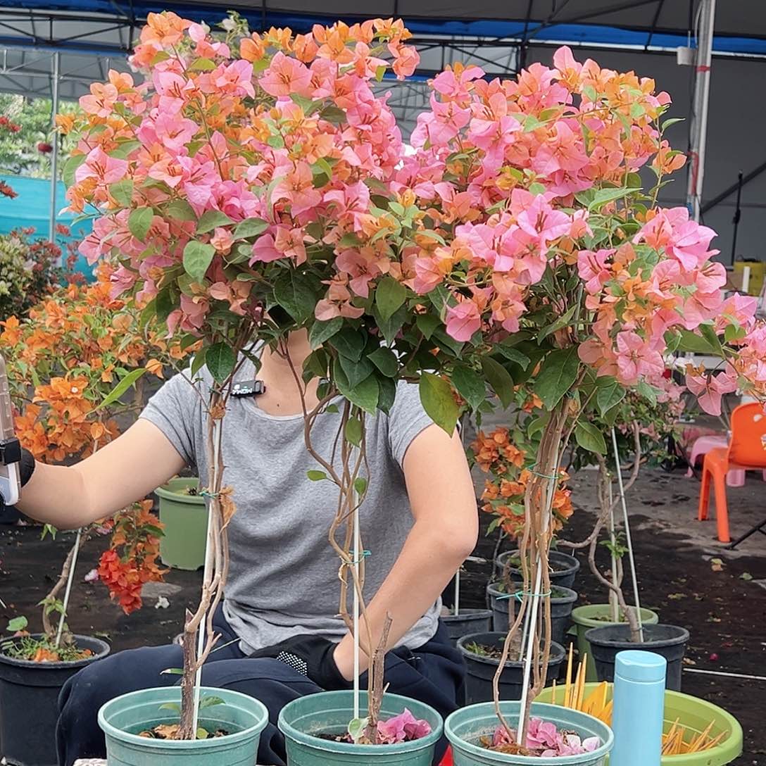 大部分花苞少量开放金发女郎带竹一棵