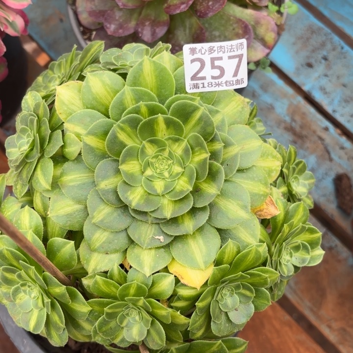 257翡翠琉璃掌心多肉法