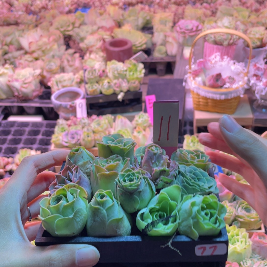 果***）多肉植物山地玫瑰77号