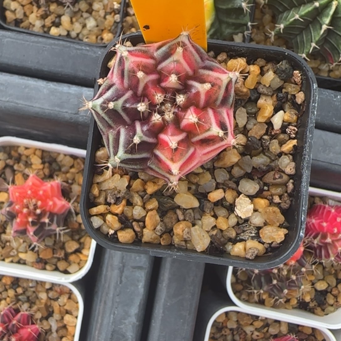 210-1229泰国发货多肉