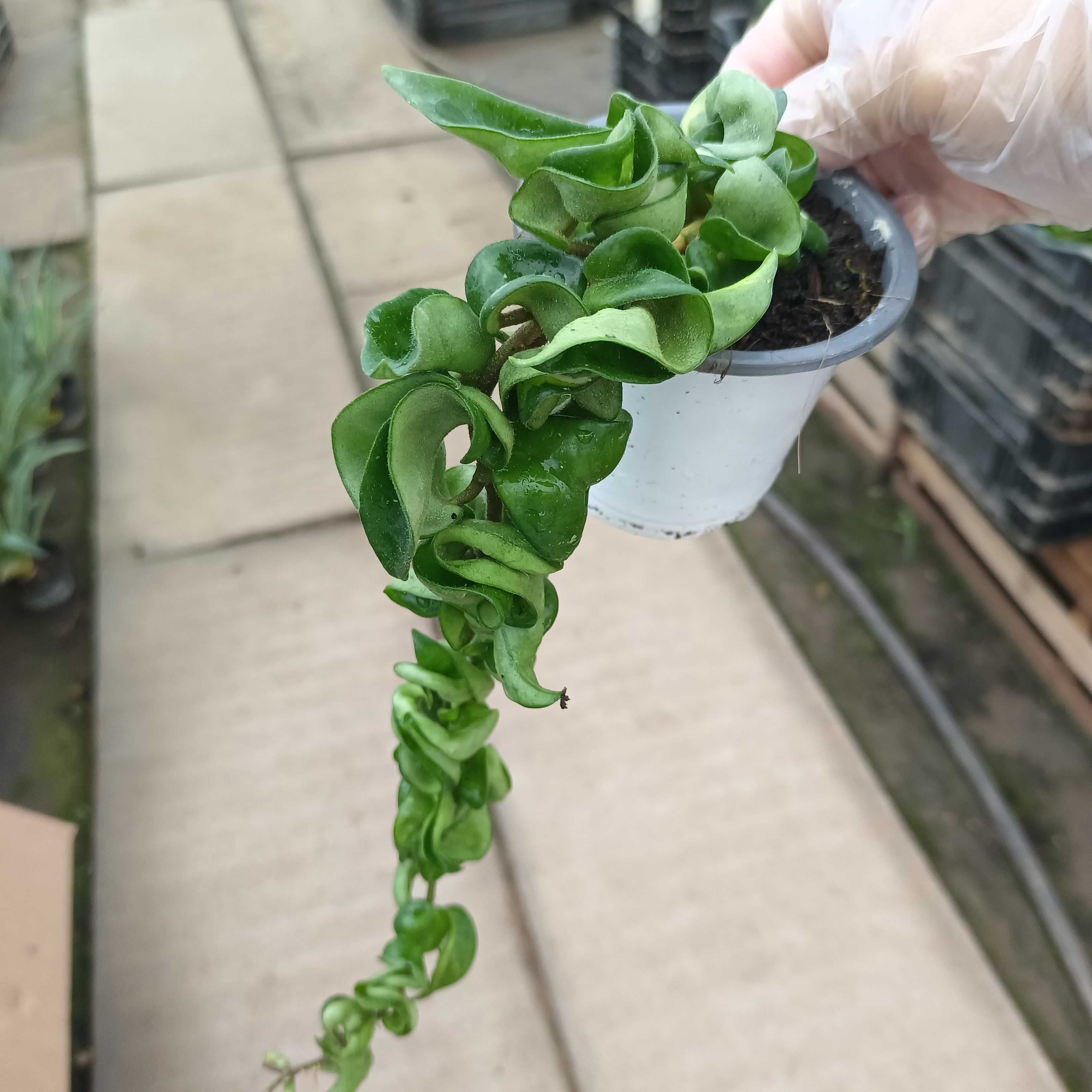 卷叶球兰 可爱卷卷叶长藤垂吊耐阴室内绿植