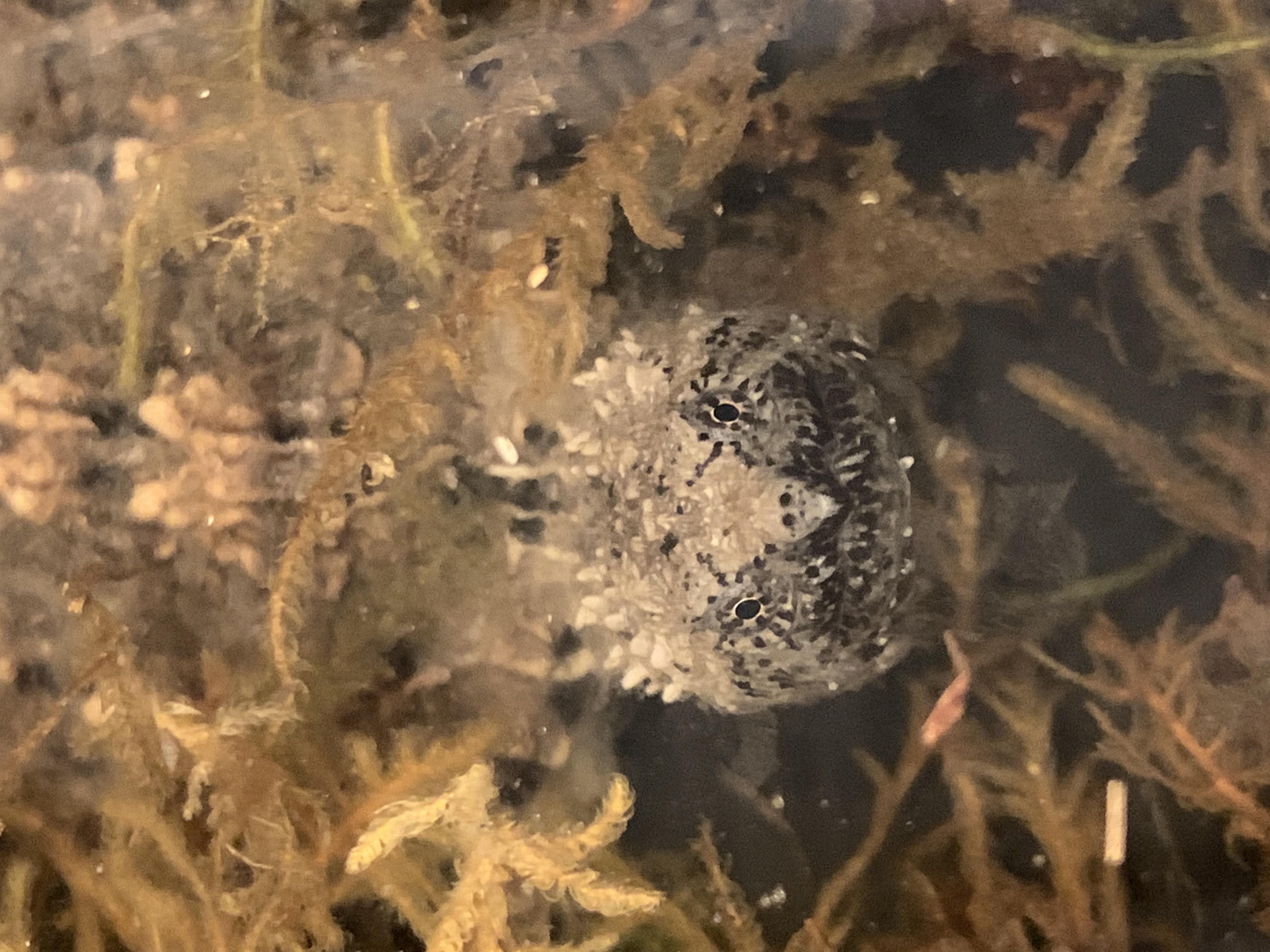 人工养殖爆刺佛鳄观赏龟适合家庭饲养的活体宠物龟
