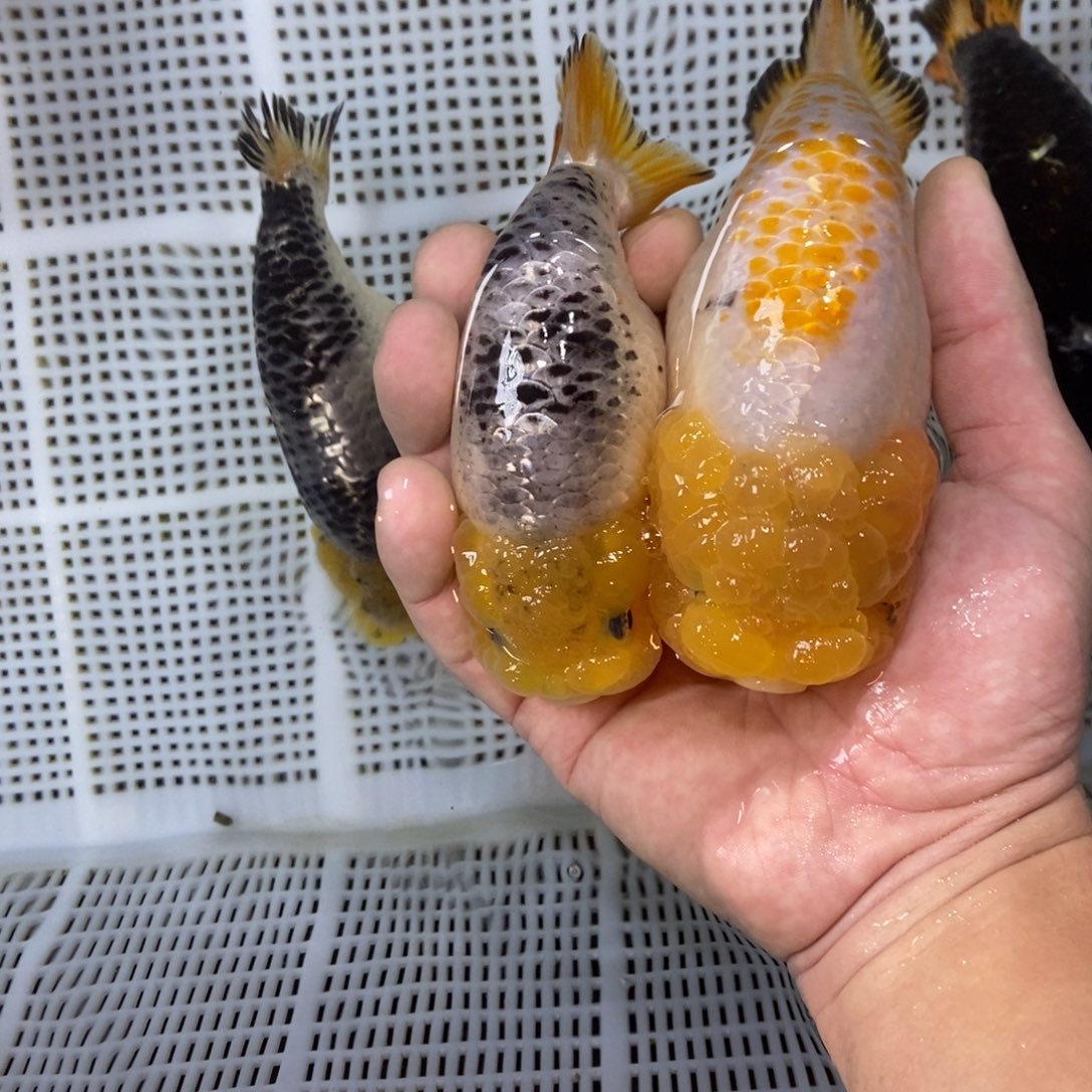 海水鱼?**达不包邮落地包损包健康