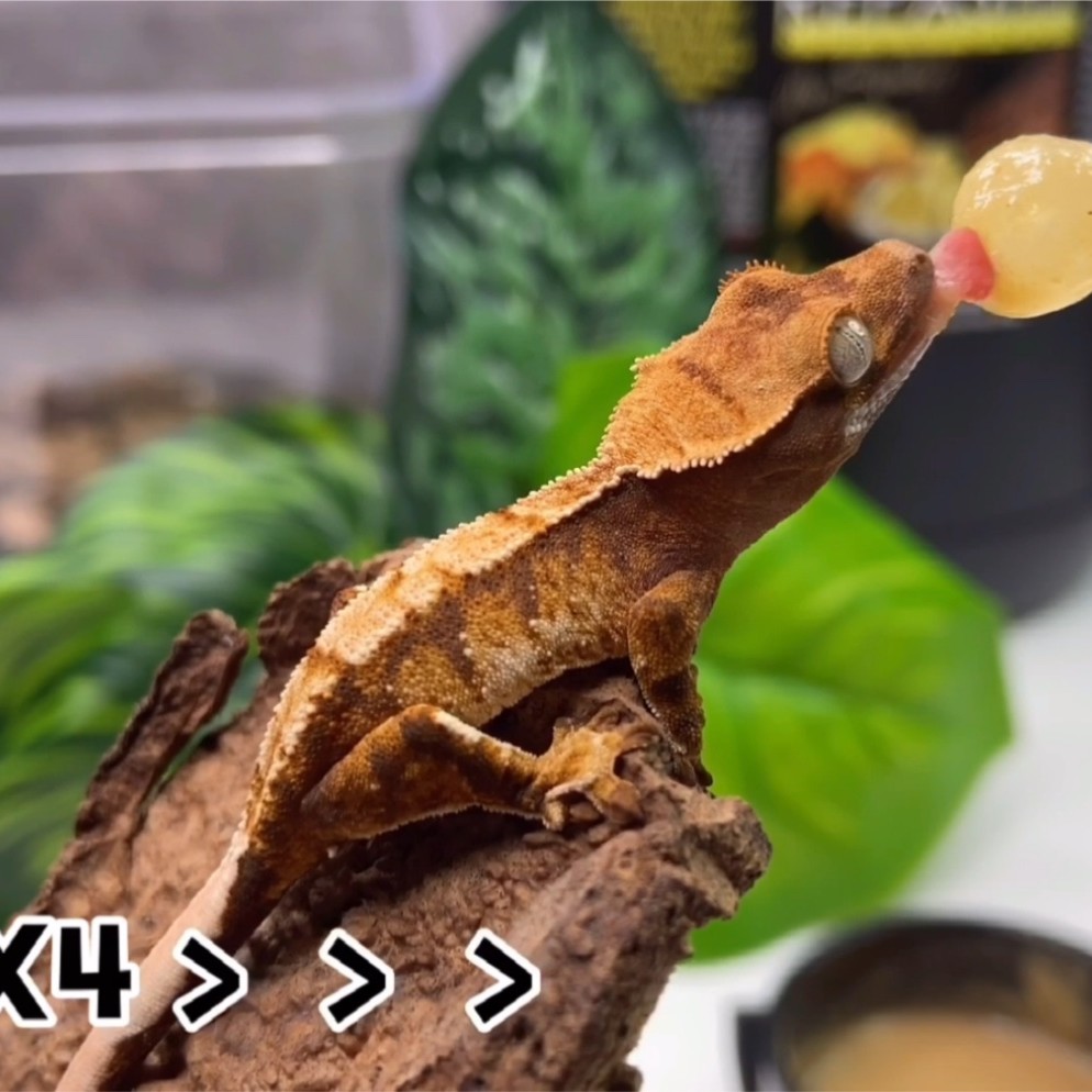 睫角守宫果泥分装G