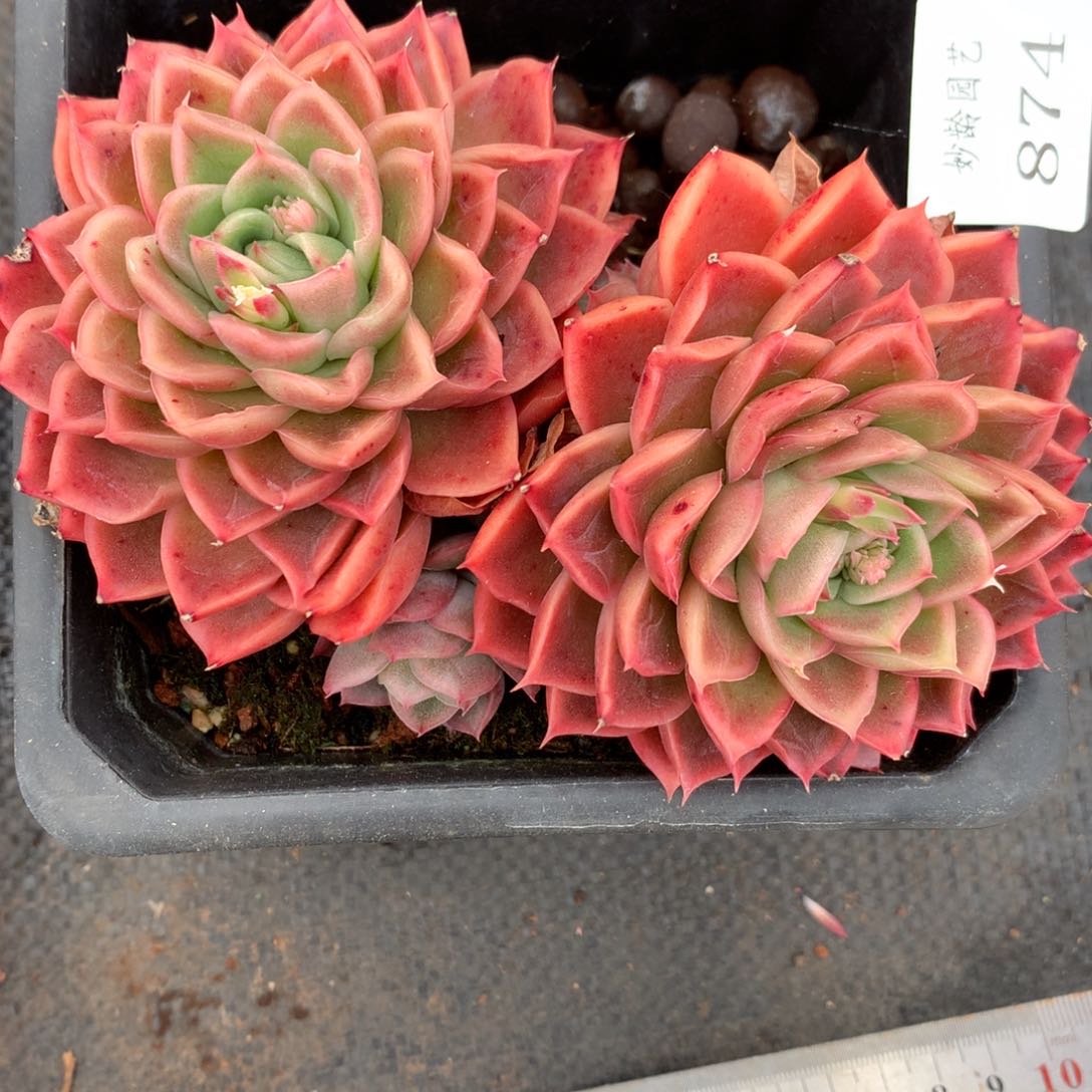 8749杂交多肉13厘米