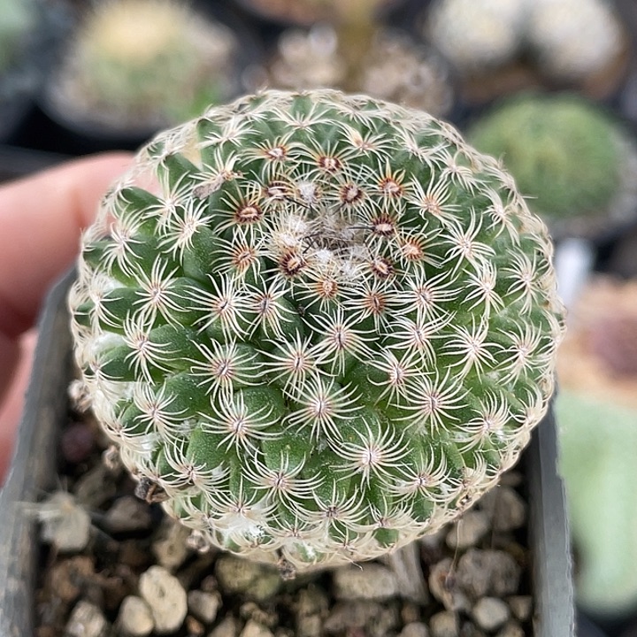 神慧丸实生仙人球