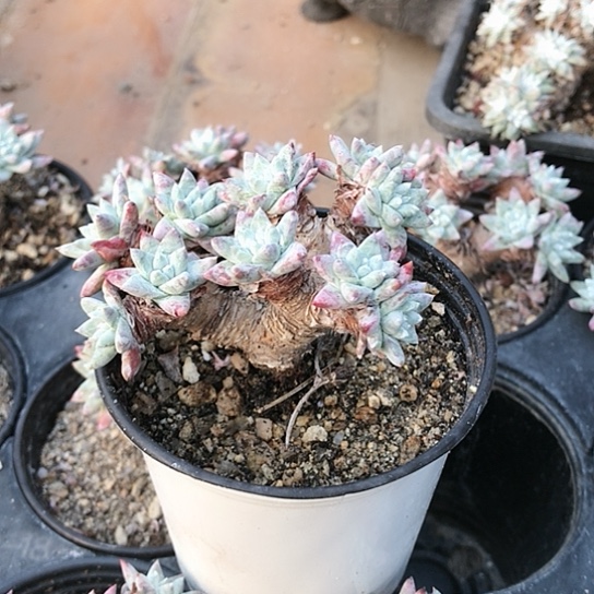 丸叶白菊仙女棒杯