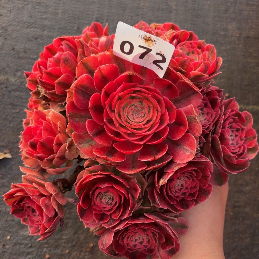 072多肉植物倾城微修