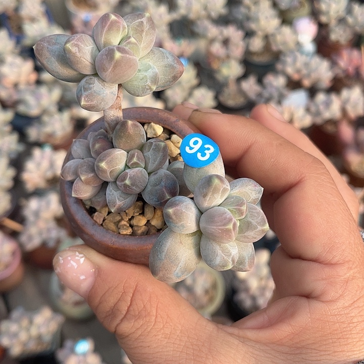 星空美人 脱土发 4口盆