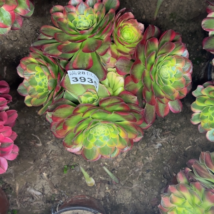 3935奶白多肉植物