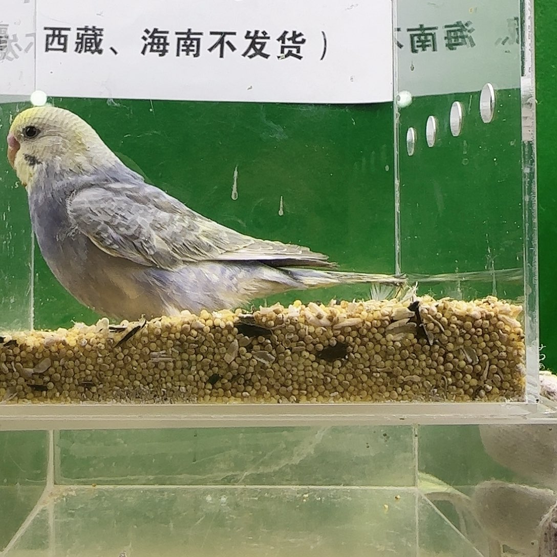 虎皮鹦鹉大头鹦鹉