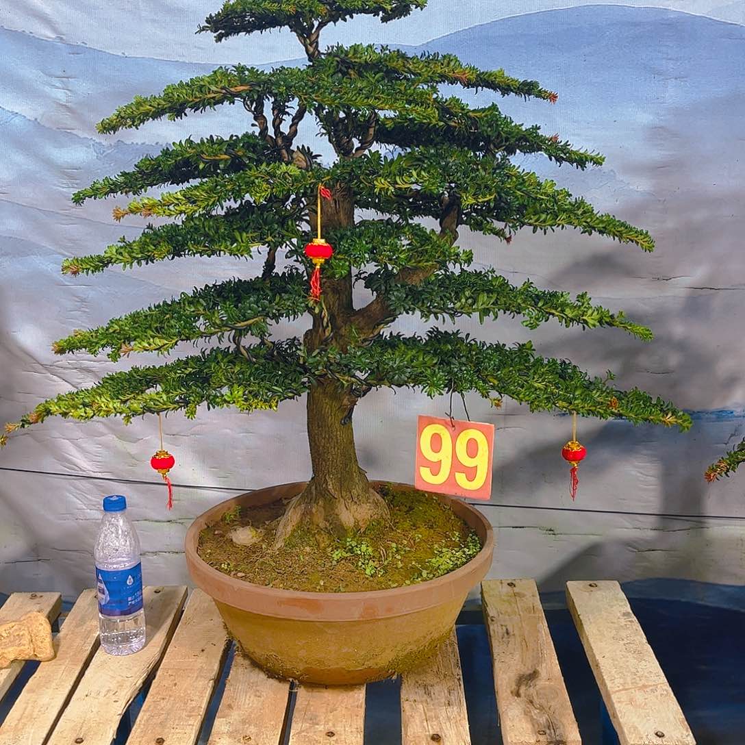 小***平无花朵老桩老盆罗汉松