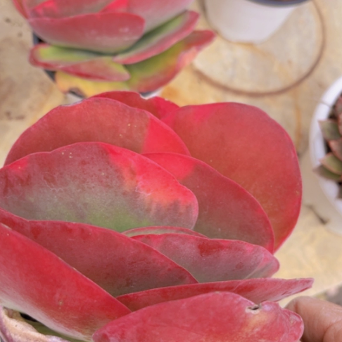 【闪购商品】唐印锦16177