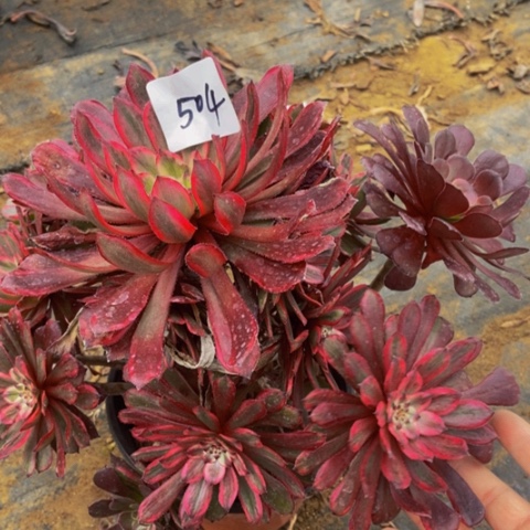 紫霞仙子多肉植物一物一拍504多肉