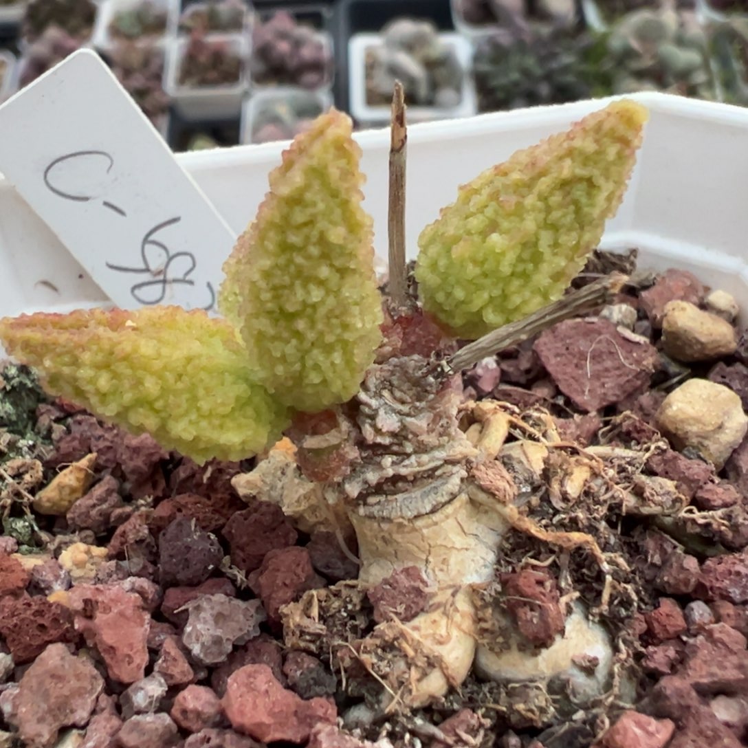 实生新品多头纯木质桩多肉