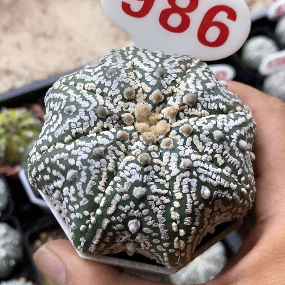 986特价处理有疤漏