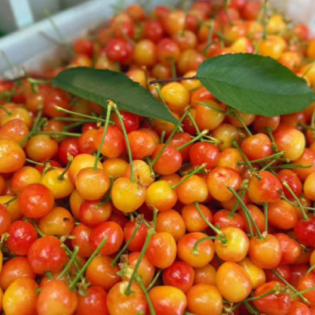 （顺丰次日达）新鲜水晶黄樱桃/南洋樱桃/美早樱桃1-3斤xl-JJ美早樱桃