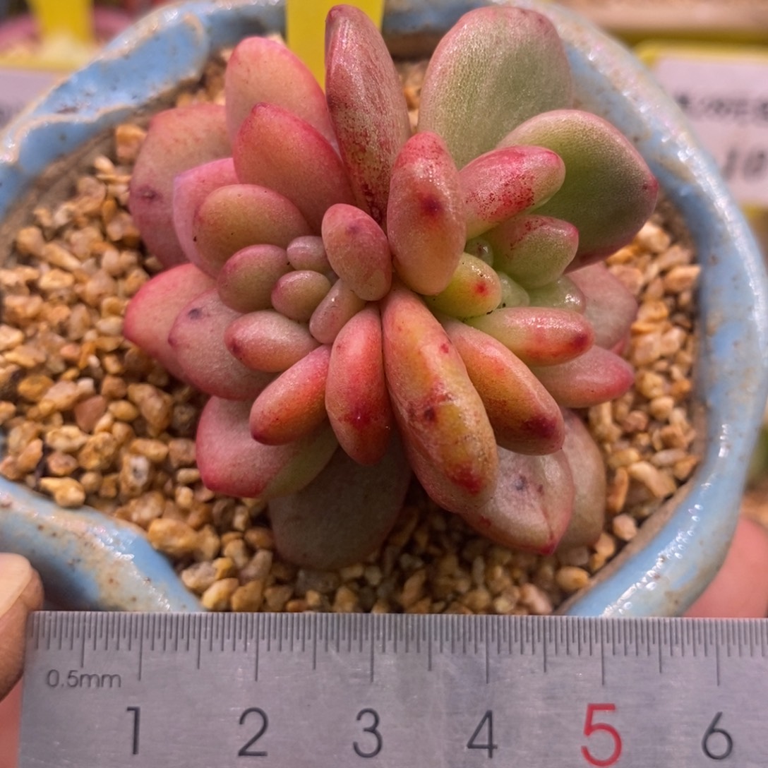 554橙子石化拉丝变异心