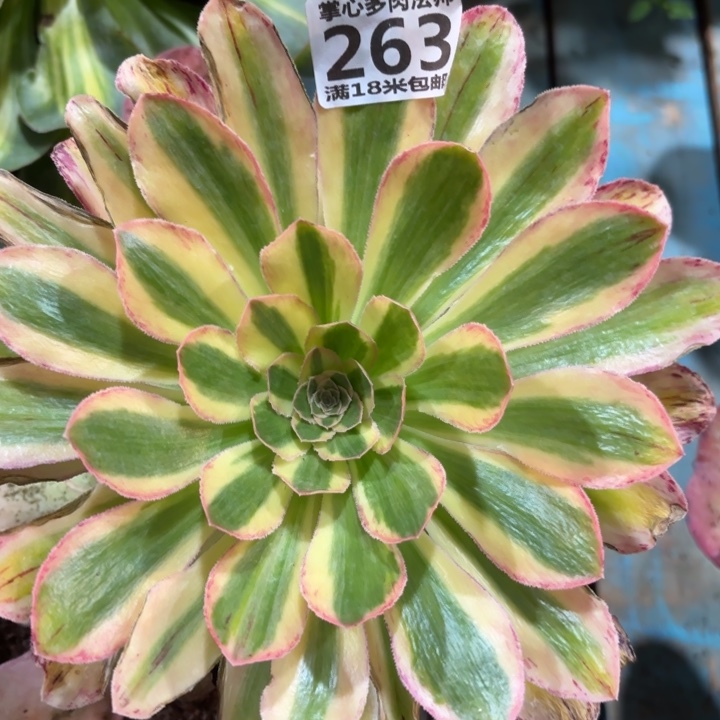 263微锦锦掌心多肉法师锦不包侧枝断枝