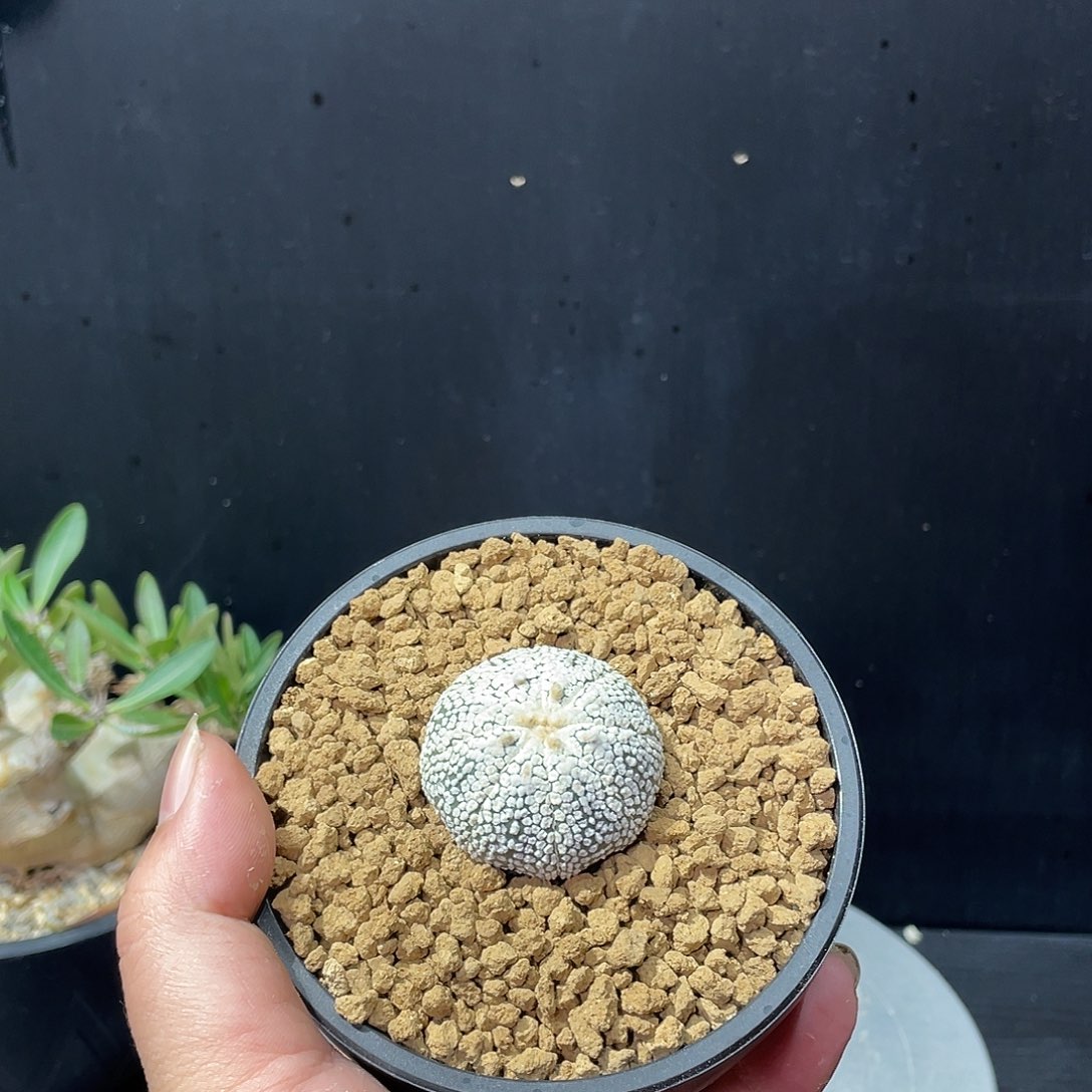 奇迹兜带盆包邮发