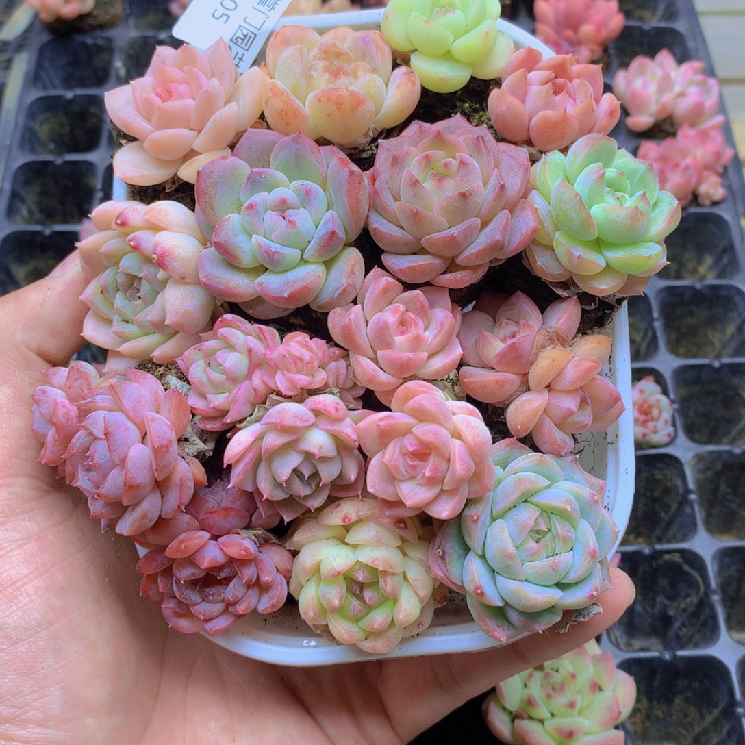 我要去看你了啊我的005