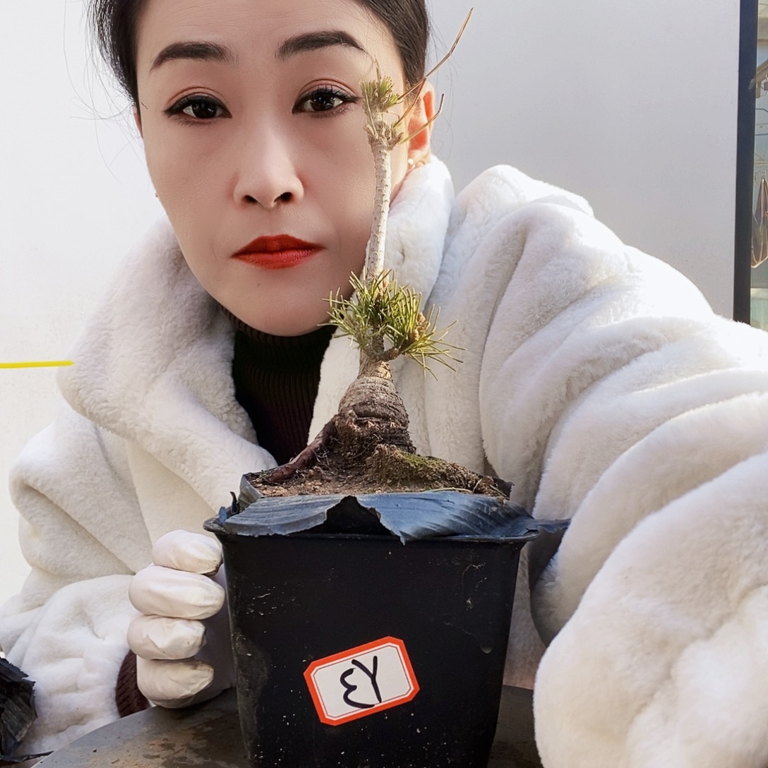 植物形态多年生草本