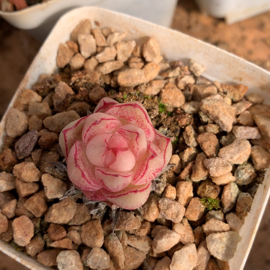 彩***佳麦杆多肉一物一拍