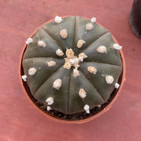 实生大兜6仙人球