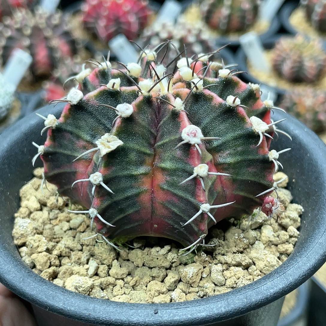 泰系实生根，臀锦高绒棱背锦