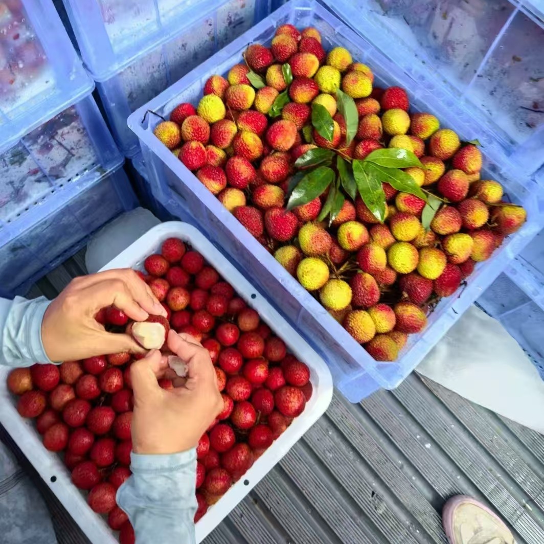 妃子笑荔枝皮薄肉厚味甜核小爆汁3斤5斤广东海南荔枝同城送新鲜