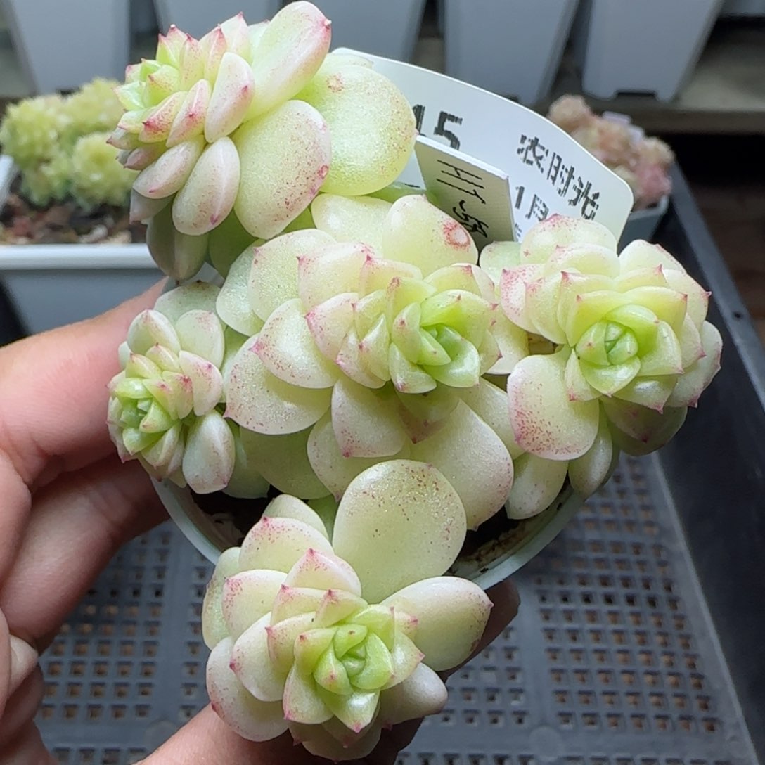 【闪购商品】0131-245（ht-58）