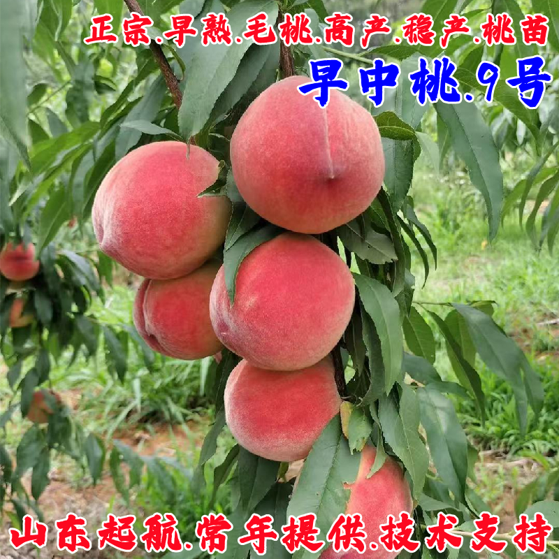 嫁接早熟桃树果苗早中桃9号桃苗特大脆甜桃树苗盆栽南方北方种植