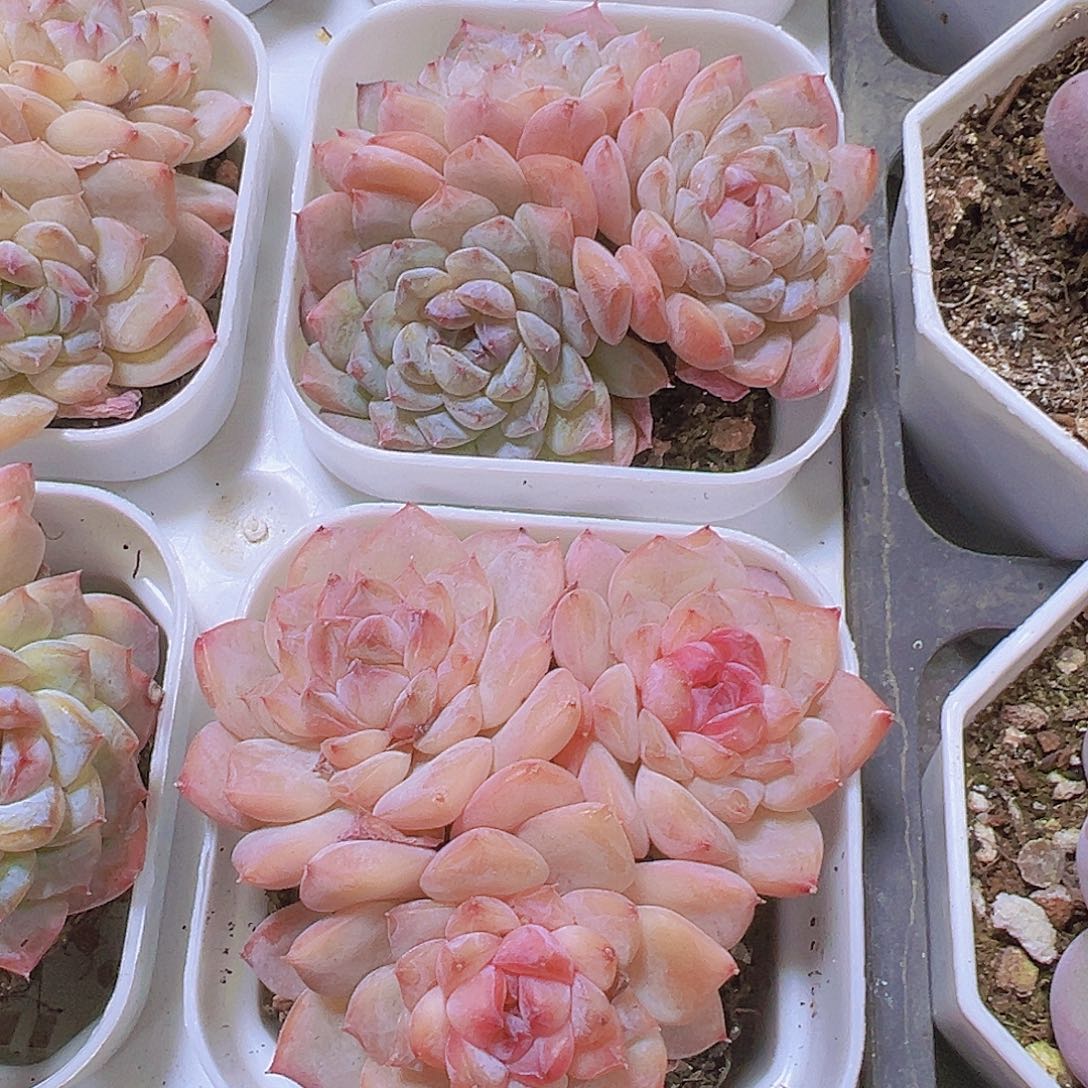 冰葡萄群19包邮也哦肉植物