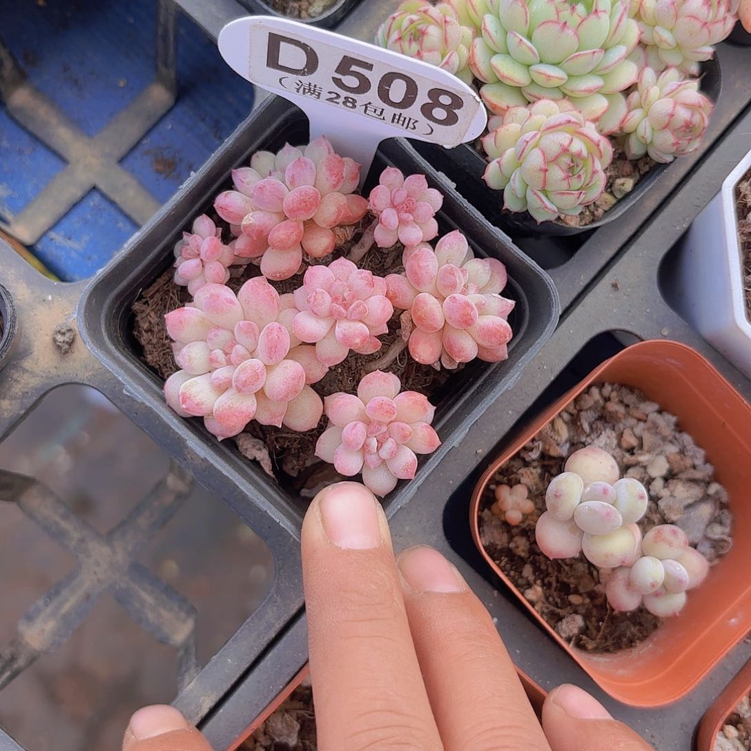 D508萌豆一物一拍