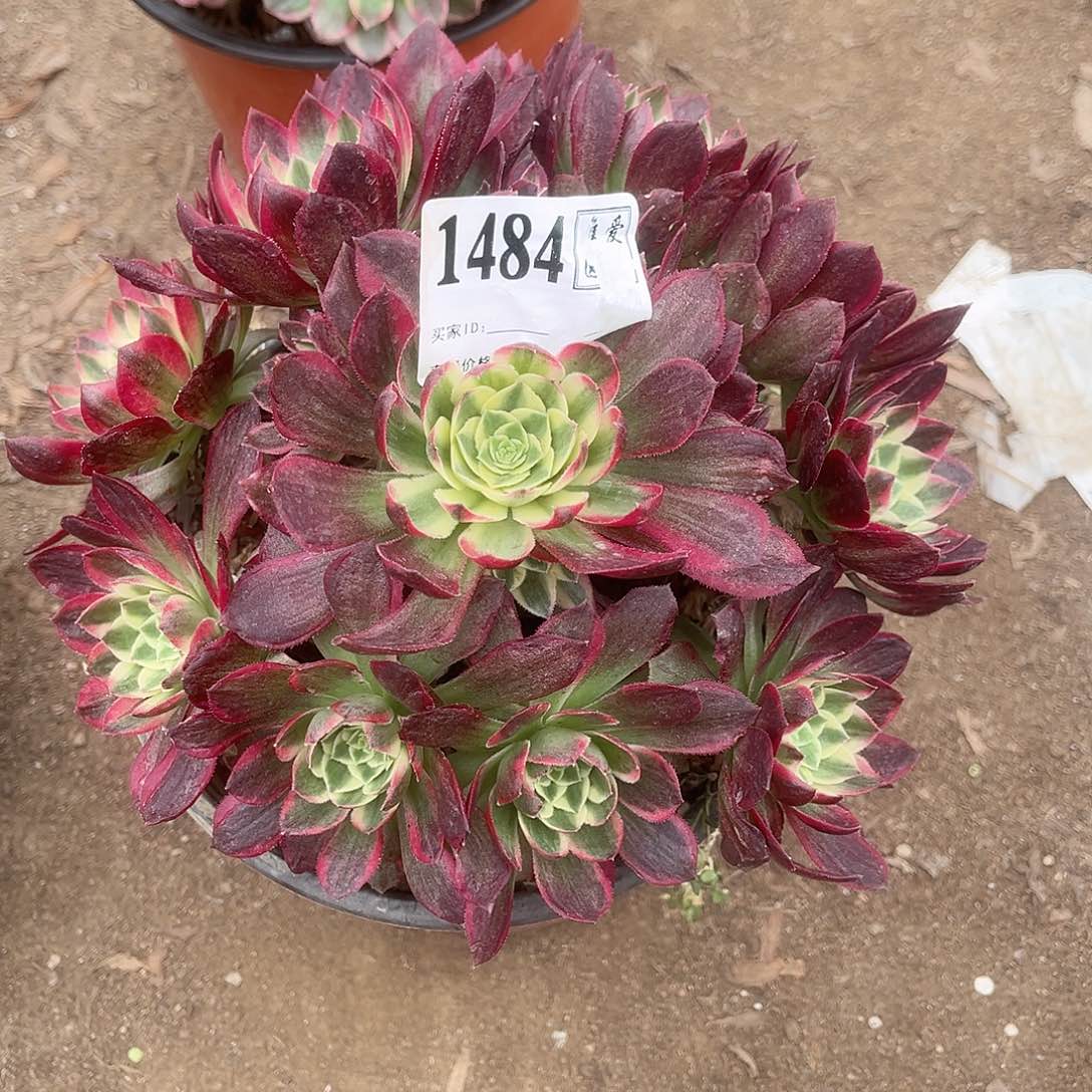 1484海王多肉植物