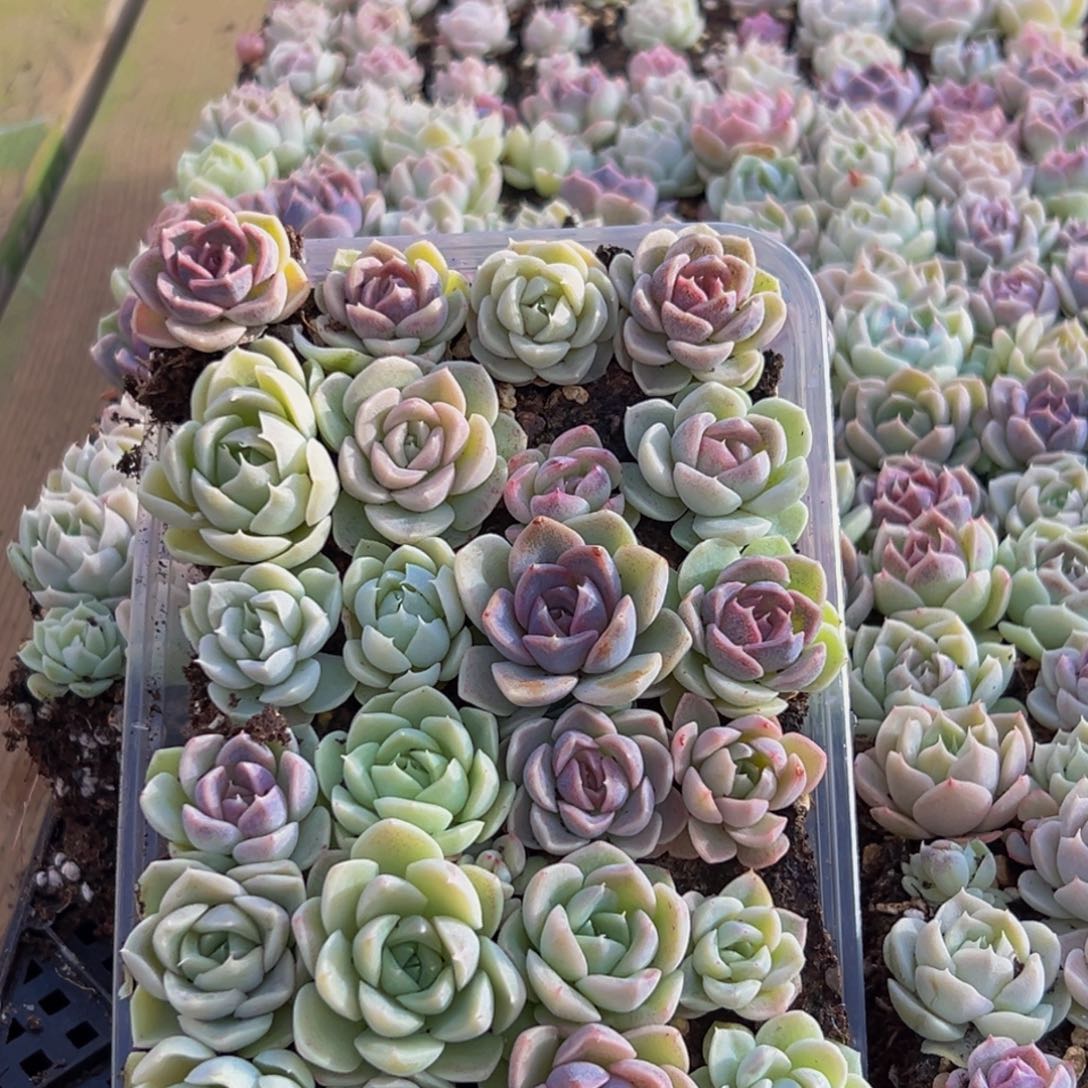 927多肉量拍一盒保底24颗葡萄的味道是真的