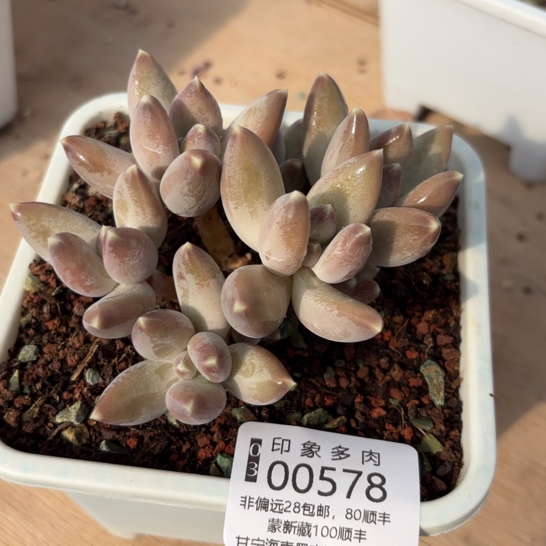 多肉植物00578gg