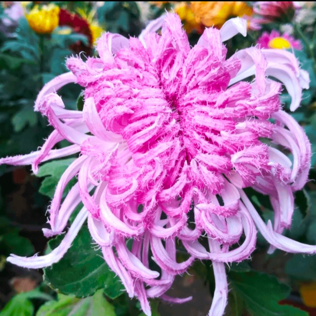 九月大花菊《鹅毛粉黛》菊花大苗 毛茸茸的感觉
