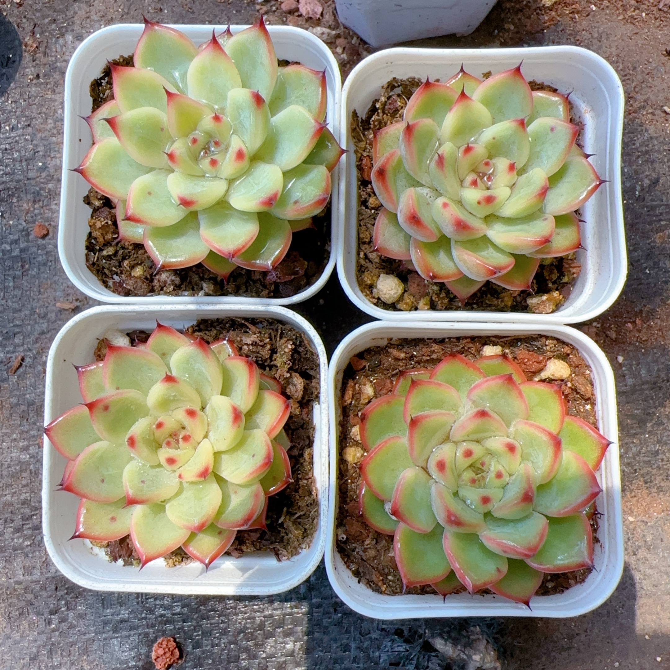 星空珍妮 精品多肉（满18包邮）