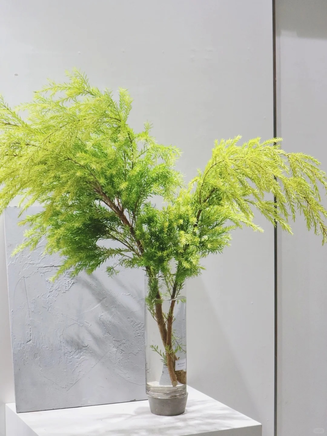 （蔓蔓）原色千层金买1扎送1扎（1米-1.2米左右） 20%防损 1单包邮