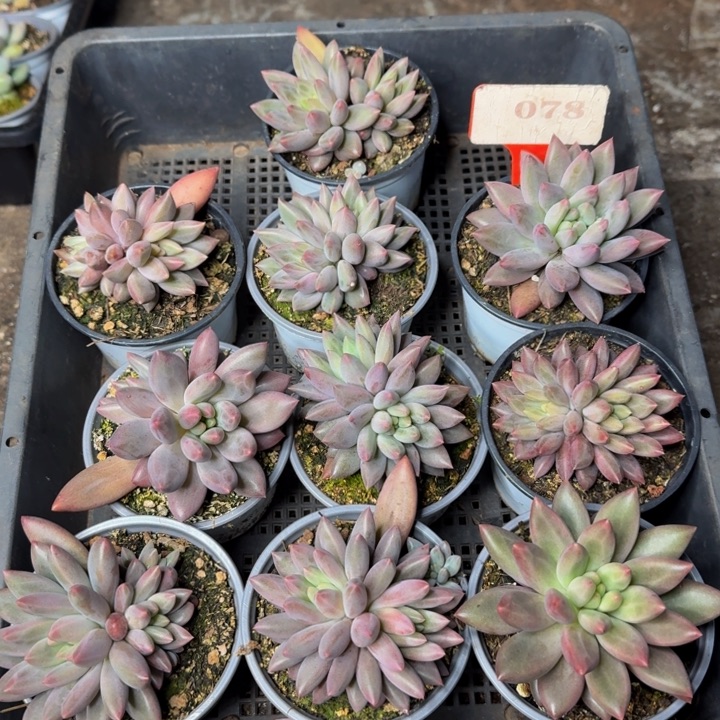 078多肉植物一物一拍