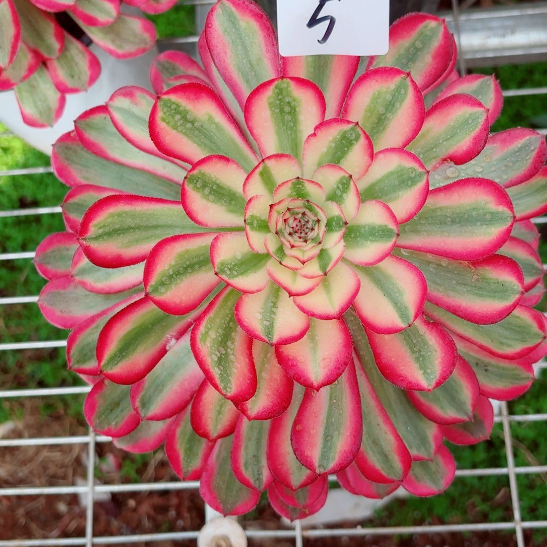 一物一拍多肉法师05