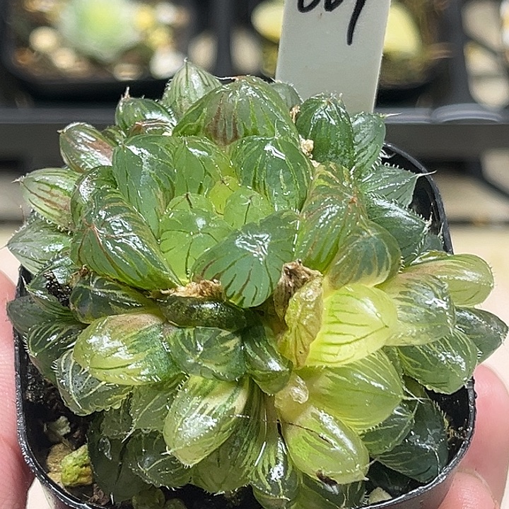 309群生冰魄玉露锦