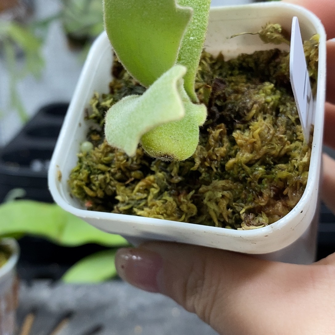 无花朵a1鹿角蕨666