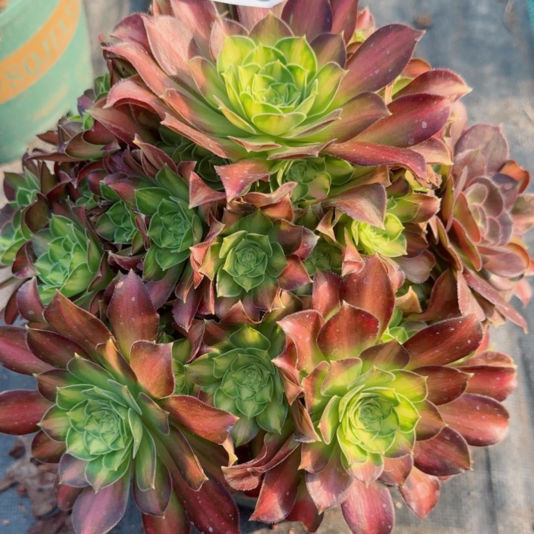 清***露698韶华多肉植物