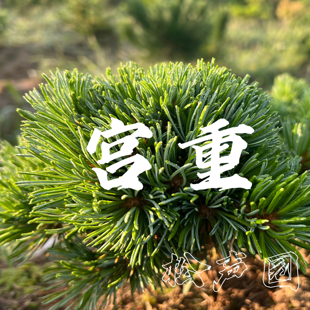 宫重五叶松，进口母树繁育三次修根超低位根接盆景素材