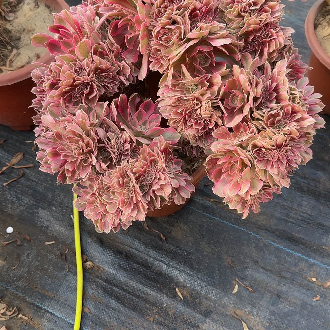 苗***头女巫缀化脱土发货