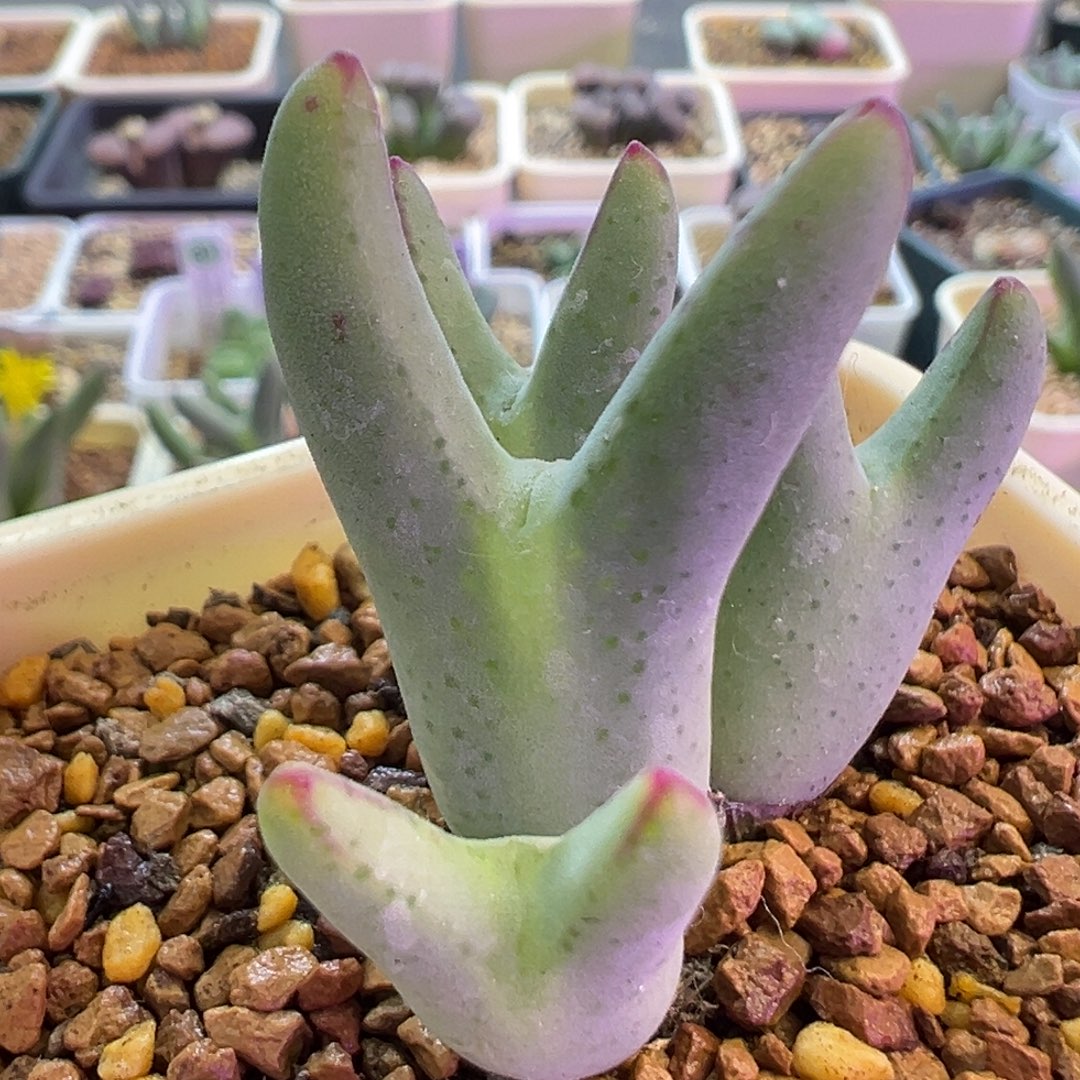 优选皮卡丘 肉锥植物